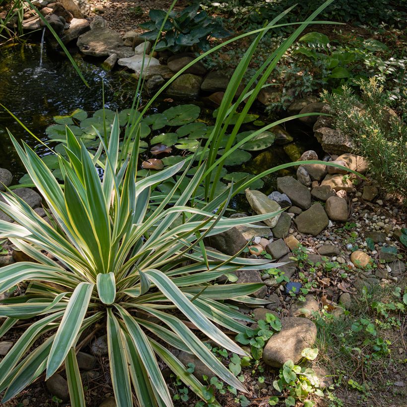 Yucca gloriosa Variegata - Dague espagnole (Port)