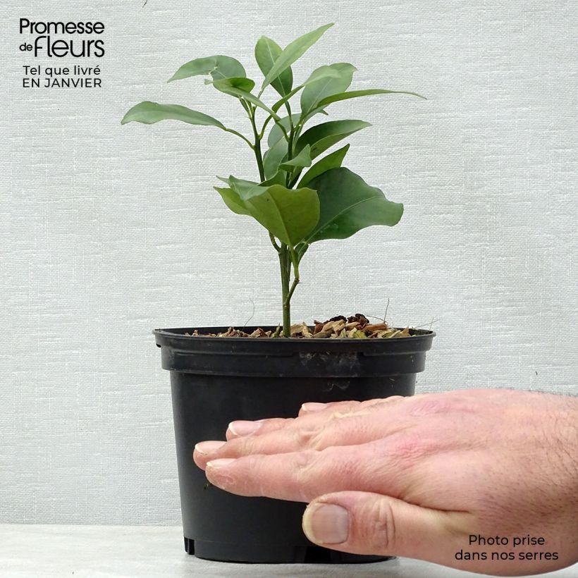 Spécimen de Yuzu - Citrus junos Pot de 1L/1,5L, Buisson tel que livré en hiver