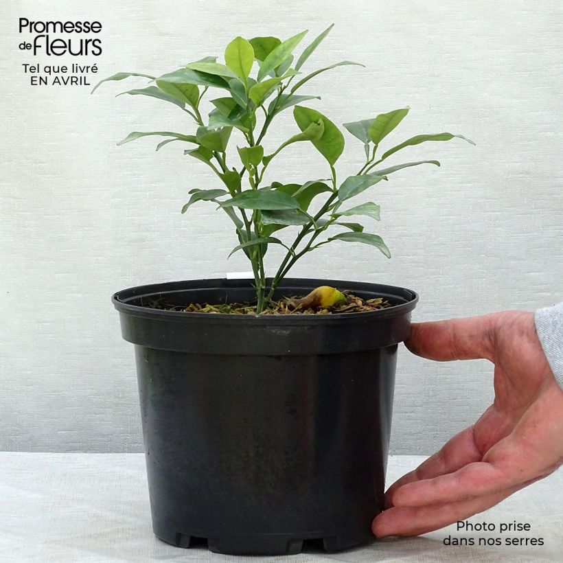 Spécimen de Yuzu - Citrus junos Pot de 2L/3L, Buisson tel que livré au printemps