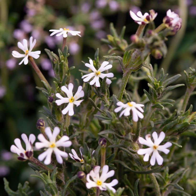 Graines de Zaluzianskya Capensis - Bonbon de minuit - Phlox de Nuit (Floraison)