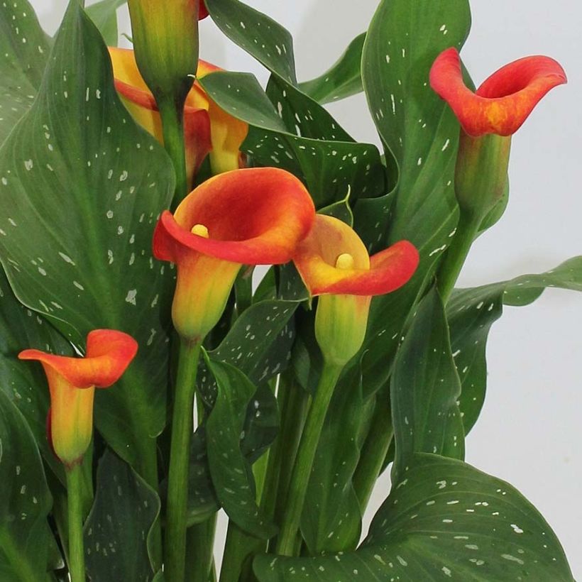 Arum ou Calla à fleurs rouge, orange et jaune - Zantedeschia Captain Fuego (Flowering)