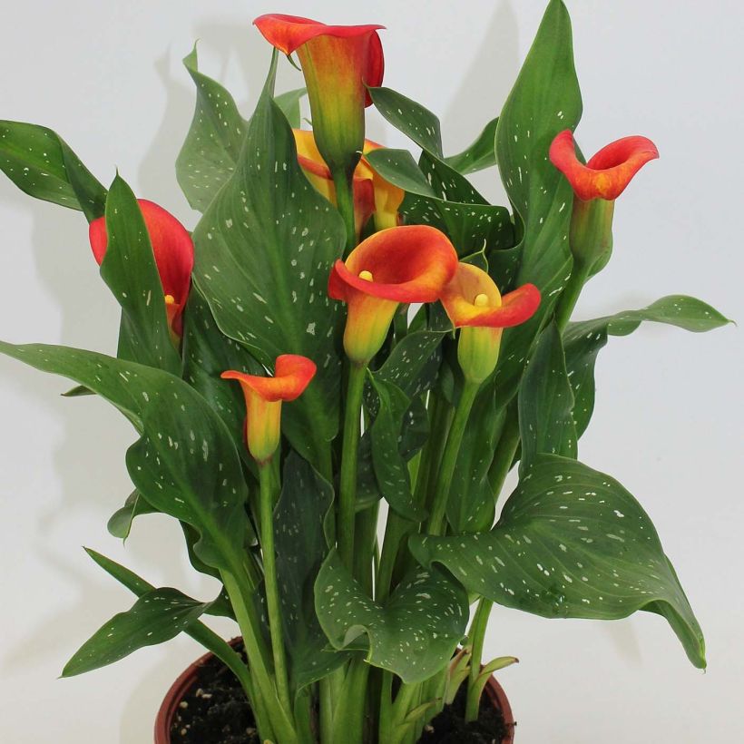 Arum ou Calla à fleurs rouge, orange et jaune - Zantedeschia Captain Fuego (Plant habit)