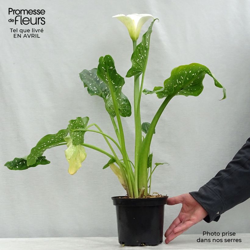 Spécimen de Zantedeschia aethiopica Himalaya - Arum d'Ethiopie géant Pot de 2L/3L tel que livré au printemps