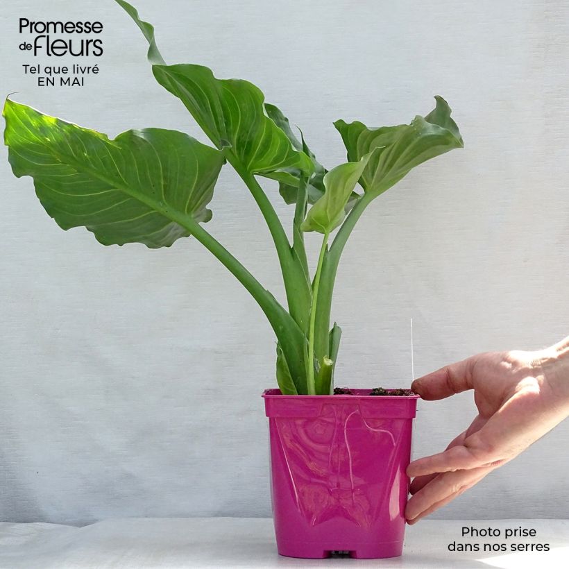 Spécimen de Zantedeschia aethiopica Pink Flamingo - Arum d'Ethiopie Pot de 2L/3L tel que livré au printemps