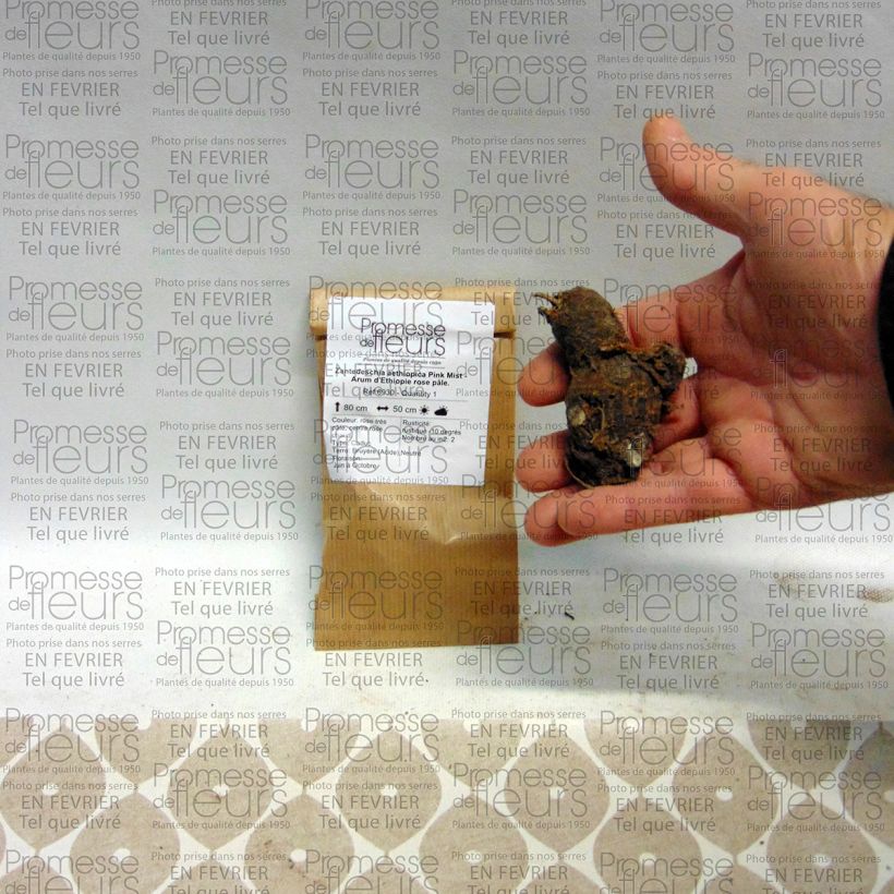 Exemple de spécimen de Zantedeschia aethiopica Pink Mist - Arum d'Ethiopie rose pâle. Bulbe calibre I tel que livré