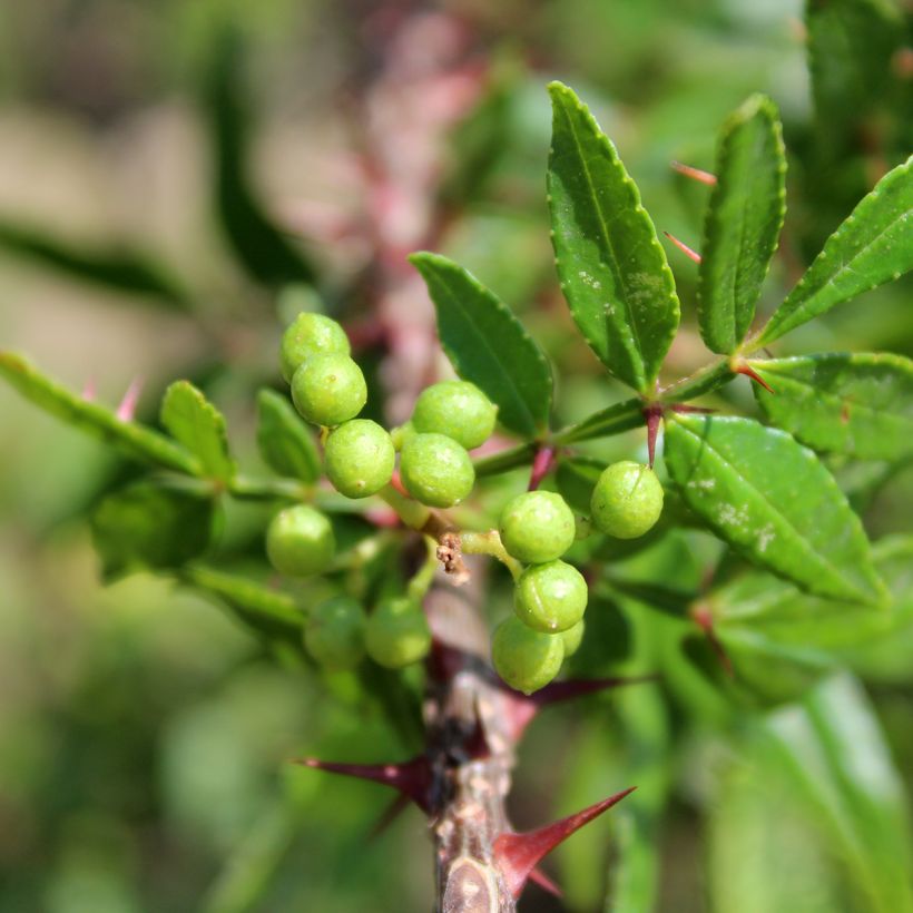 Zanthoxylum armatum - Poivrier du Timut (Feuillage)