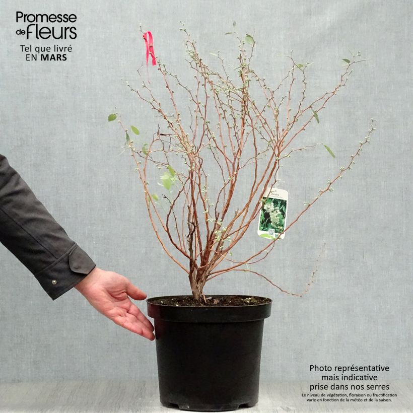 Example of Zenobia pulverulenta Blue Sky - Muguet en arbre Pot de 7,5L/10L as you get in printemps