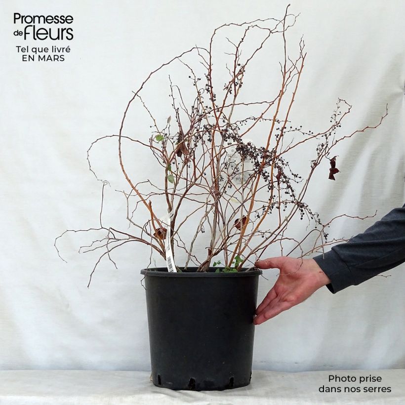 Example of Zenobia pulverulenta Blue Sky - Muguet en arbre Pot de 12L/15L as you get in printemps