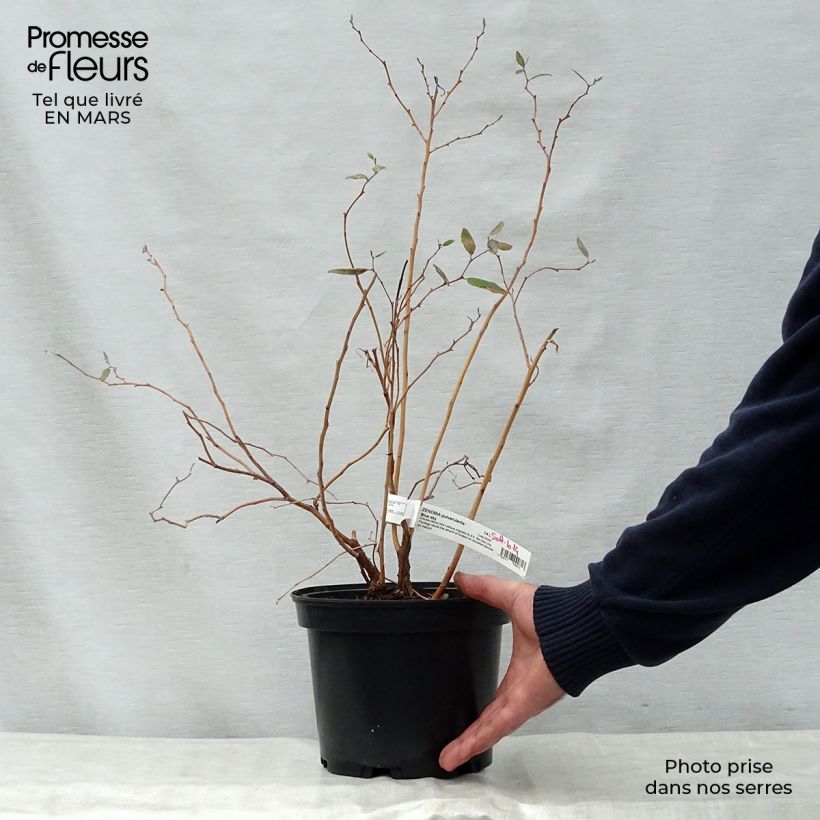 Example of Zenobia pulverulenta Blue Sky - Muguet en arbre Pot de 3L/4L as you get in printemps