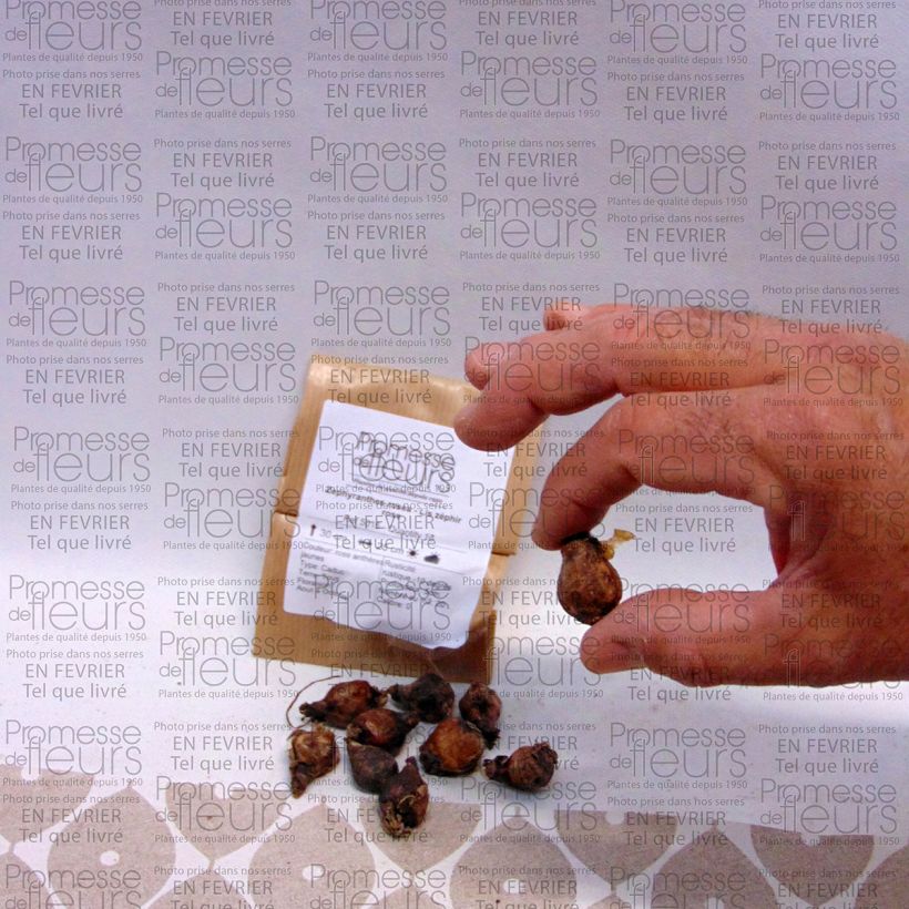 Exemple de spécimen de Zephyranthes rosea - Lis zéphir rose Bulbe calibre I tel que livré