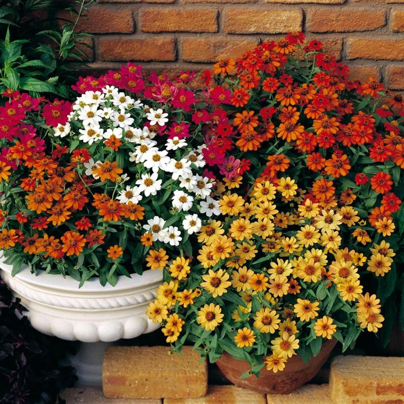 Zinnia Profusion Double mélange Mini-mottes (Plant habit)