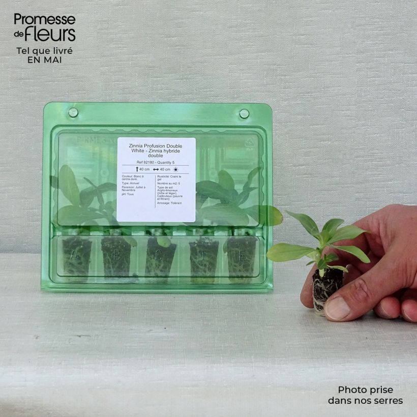 Spécimen de Zinnia Zahara Double White - Zinnia hybride double Mini-motte Ø 1,5/2,5 cm, Plant vert de 5 à 10 cm de haut tel que livré au printemps
