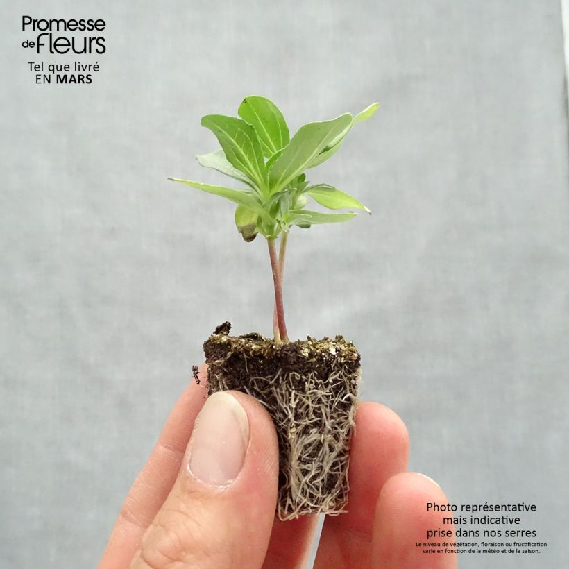 Example of Zinnia Profusion Double mélange Mini-mottes Jardimotte : motte 3,8 cm x 3,2 cm en plaque de culture par 16 as you get in printemps