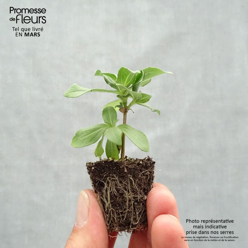 Spécimen de Zinnia Zahara en mélange - Zinnia hybride Jardimotte : motte 3,8 cm x 3,2 cm en plaque de culture par 16 tel que livré au printemps