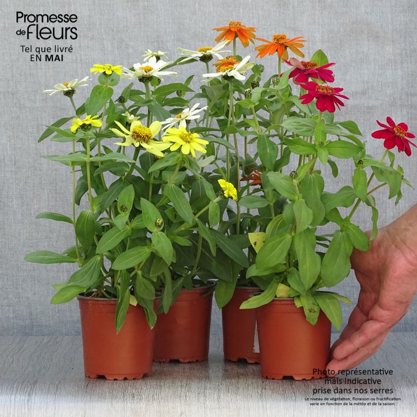 Spécimen de Zinnia Zahara en mélange - Zinnia hybride Pot de 10 cm/11cm tel que livré au printemps