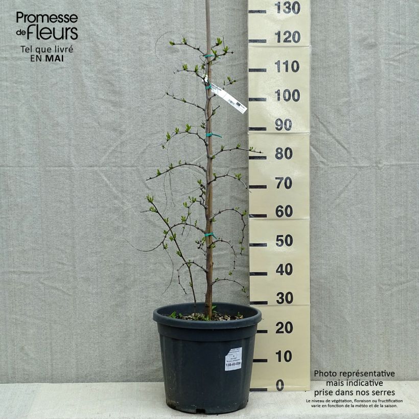 Spécimen de Ziziphus jujuba - Jujubier commun Pot de 12L/15L tel que livré au printemps