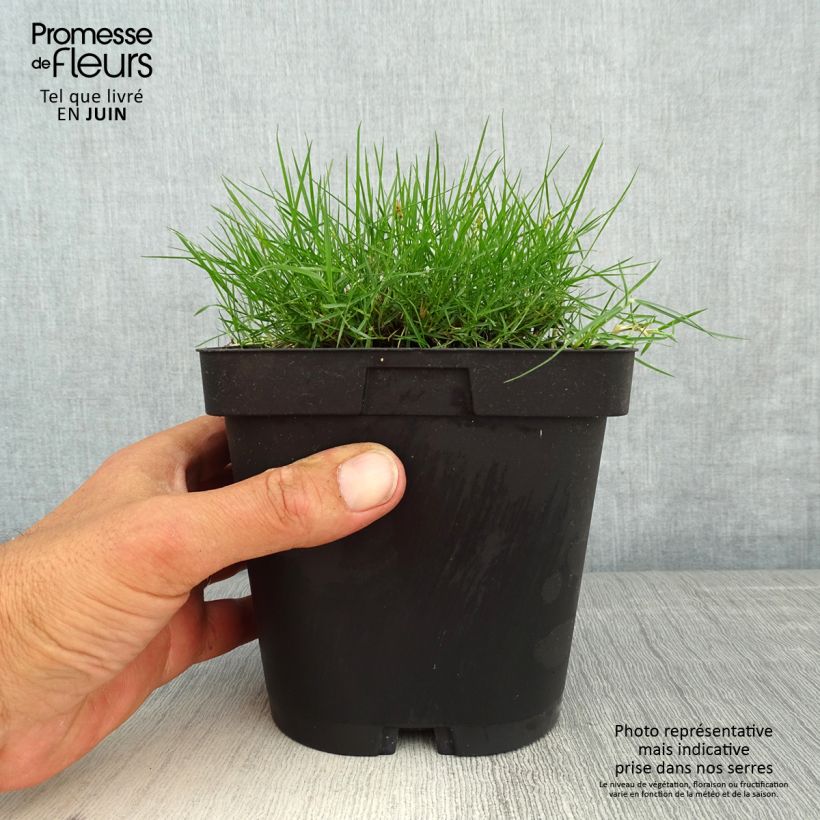 Example of Zoysia tenuifolia - Gazon des Mascareignes Pot de 2L/3L as you get in printemps