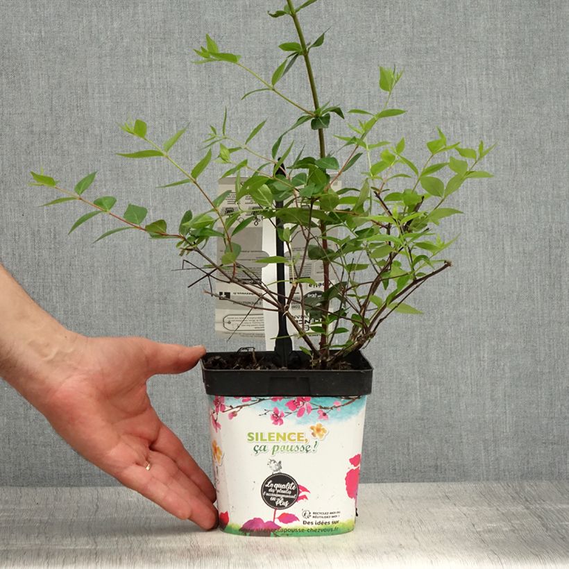 Spécimen de Abelia grandiflora Semperflorens Pot de 2L/3L tel que livré au printemps