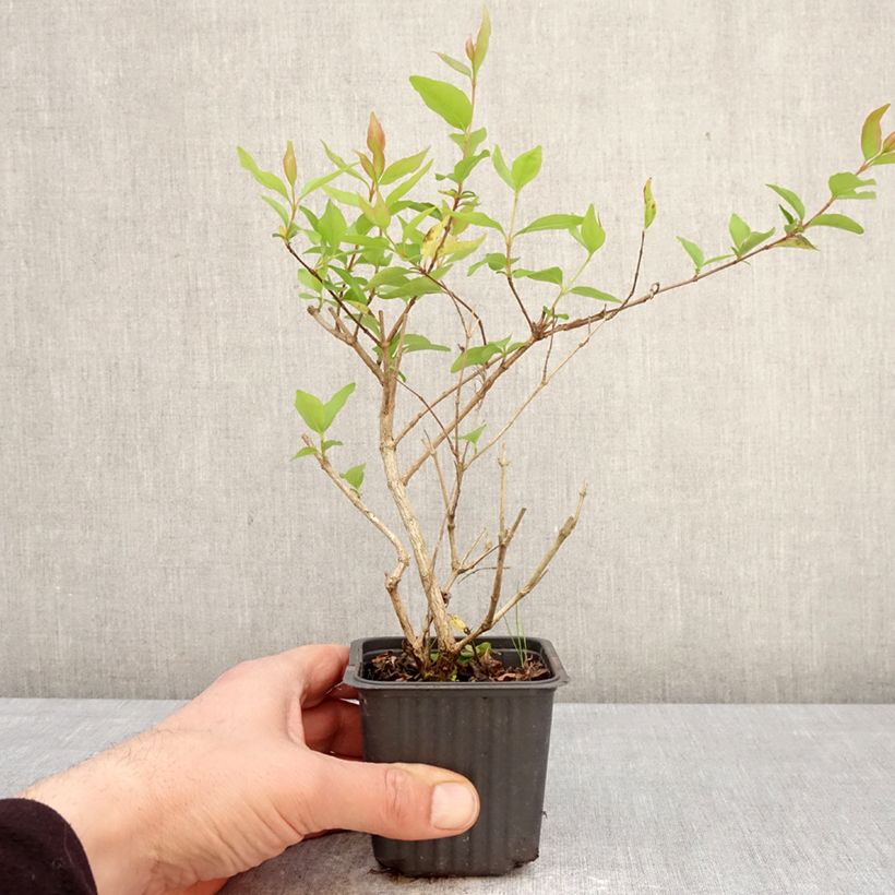 Spécimen de Abelia chinensis White Surprise - Abélia de Chine Godet de 8/9 cm tel que livré au printemps