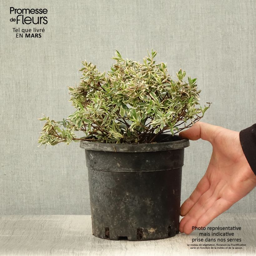 Spécimen de Abelia grandiflora Confetti Pot de 1,5L/2L tel que livré au printemps