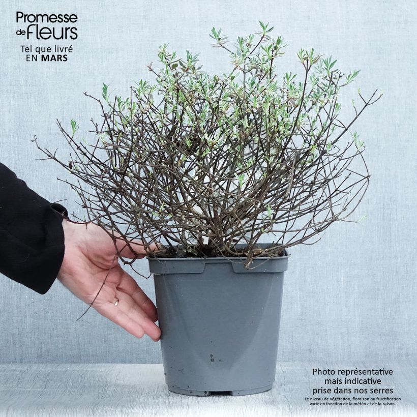 Spécimen de Abelia grandiflora Confetti Pot de 3L/4L tel que livré au printemps