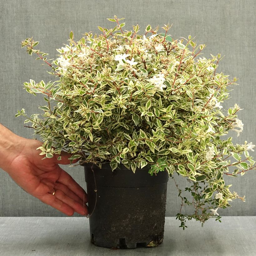 Spécimen de Abelia grandiflora Confetti Pot de 1,5L/2L tel que livré en été