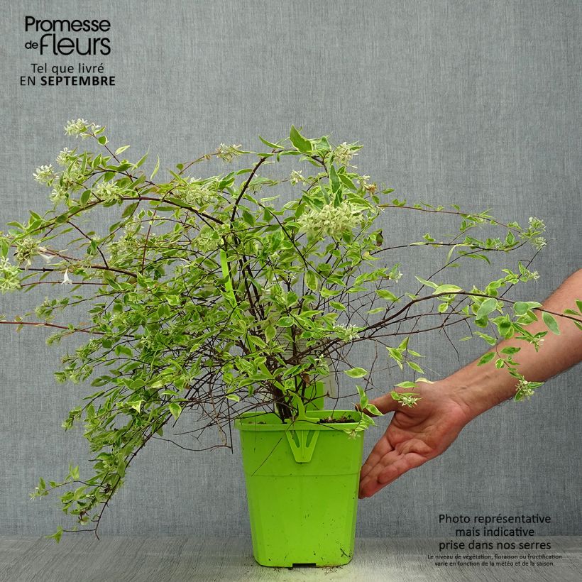 Spécimen de Abelia grandiflora Hopley's - Abélia à grandes fleurs Pot de 2L/3L tel que livré en automne