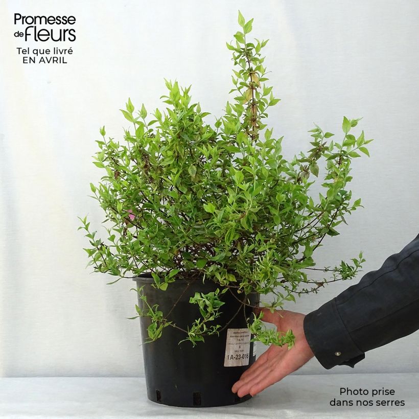 Example of Abélia grandiflora Kaléidoscope Pot de 3L/4L as you get in printemps