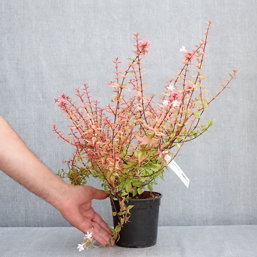 Example of Abélia grandiflora Kaléidoscope Pot de 1L/1,5L as you get in ete