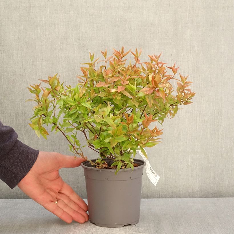 Spécimen de Abélia grandiflora Kaléidoscope Pot de 1L/1,5L tel que livré au printemps