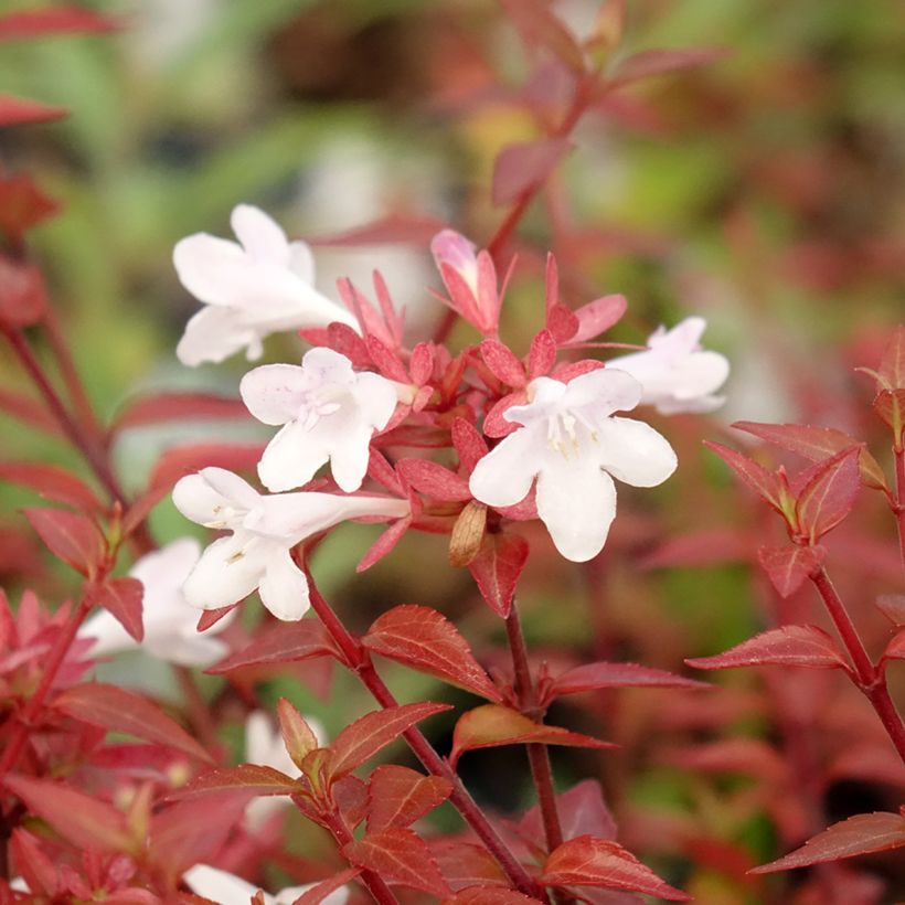 Abelia grandiflora Pisto (Floraison)