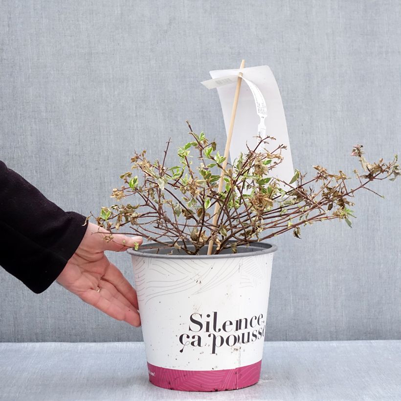 Spécimen de Abélia grandiflora Psykedelik Pot de 4L/5L tel que livré en hiver