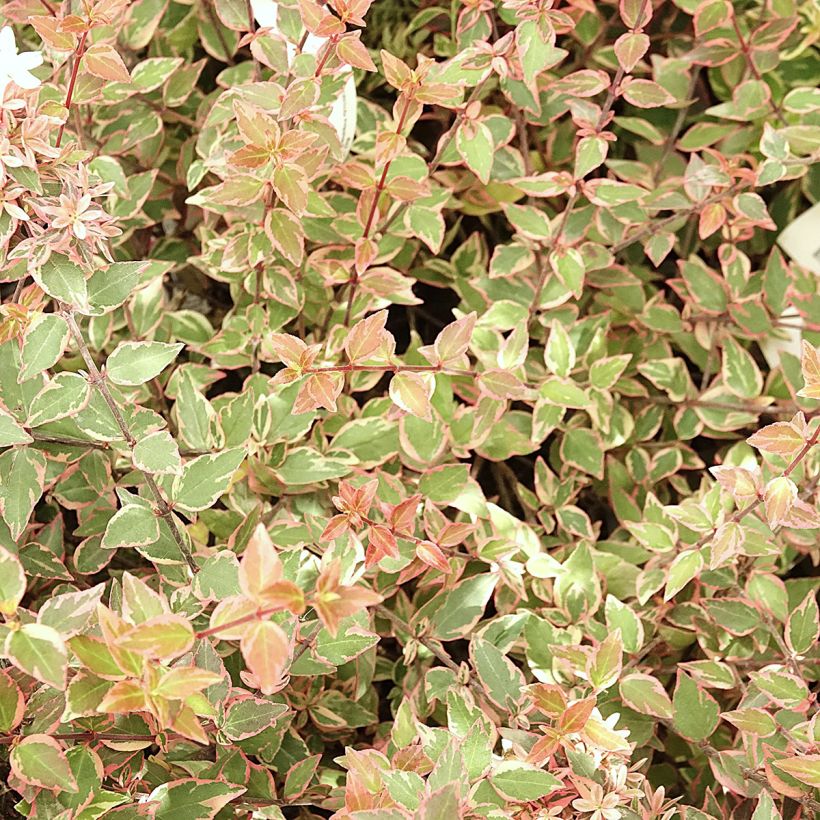 Abélia grandiflora Psykedelik (Feuillage)