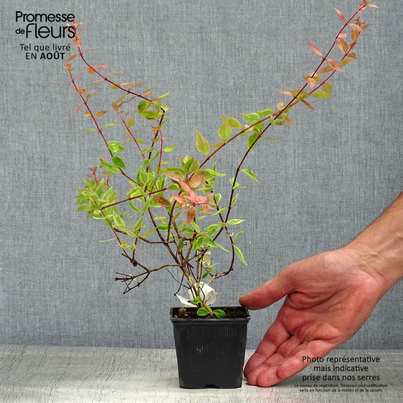 Spécimen de Abelia grandiflora Sunshine Daydream Godet de 8/9 cm tel que livré en été