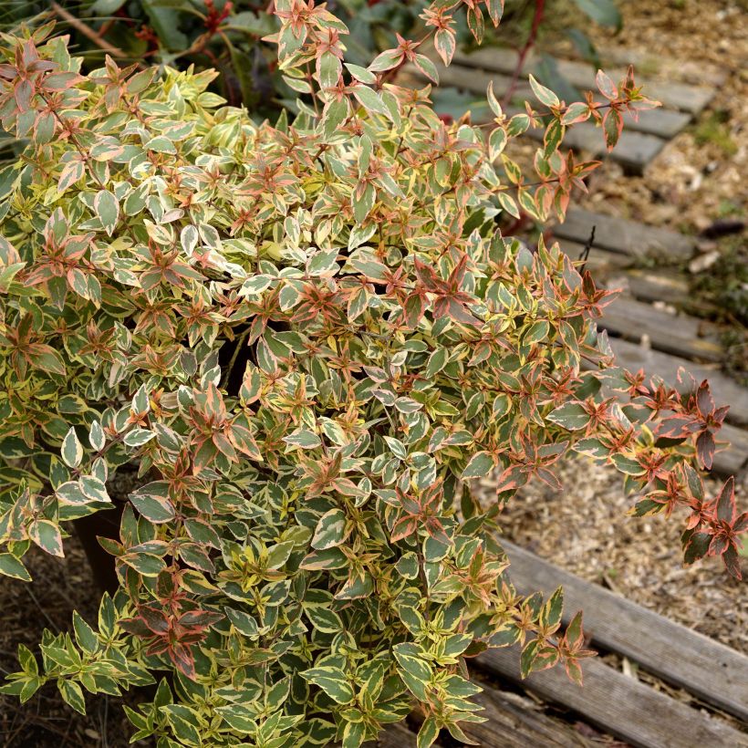 Abelia grandiflora Tricolor Charm (Port)