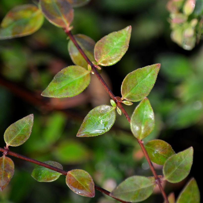 Abelia Petite Garden 'Minedward' (Feuillage)