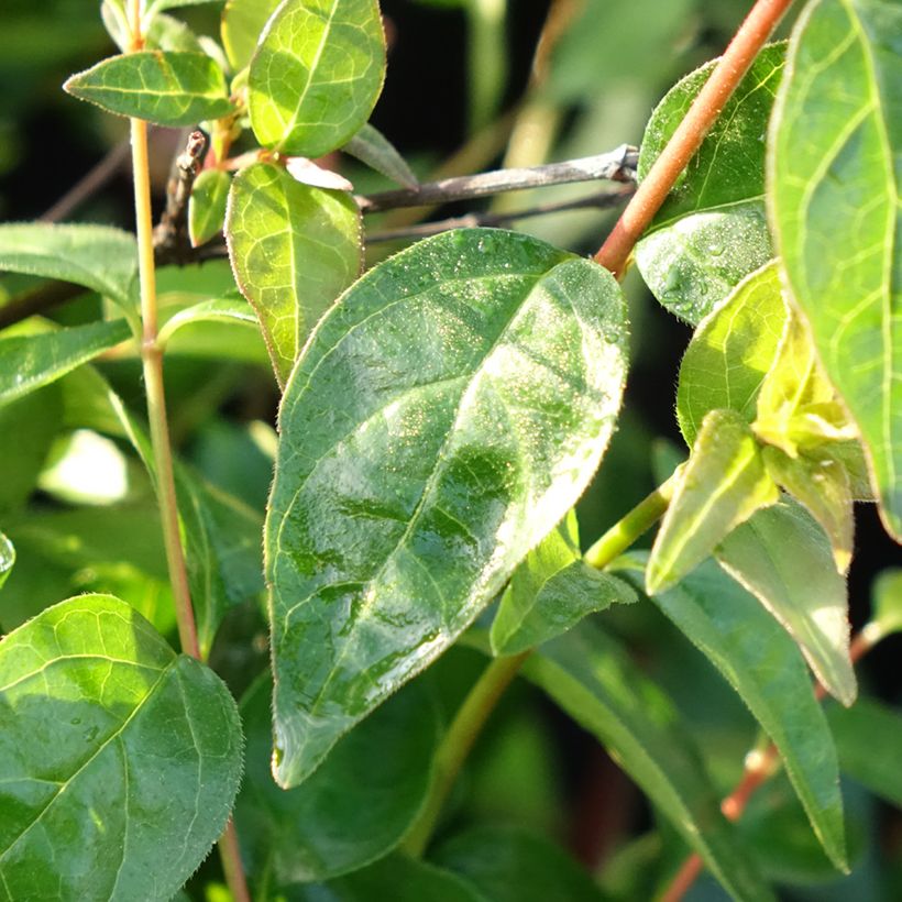 Abelia Pink Pong (Feuillage)