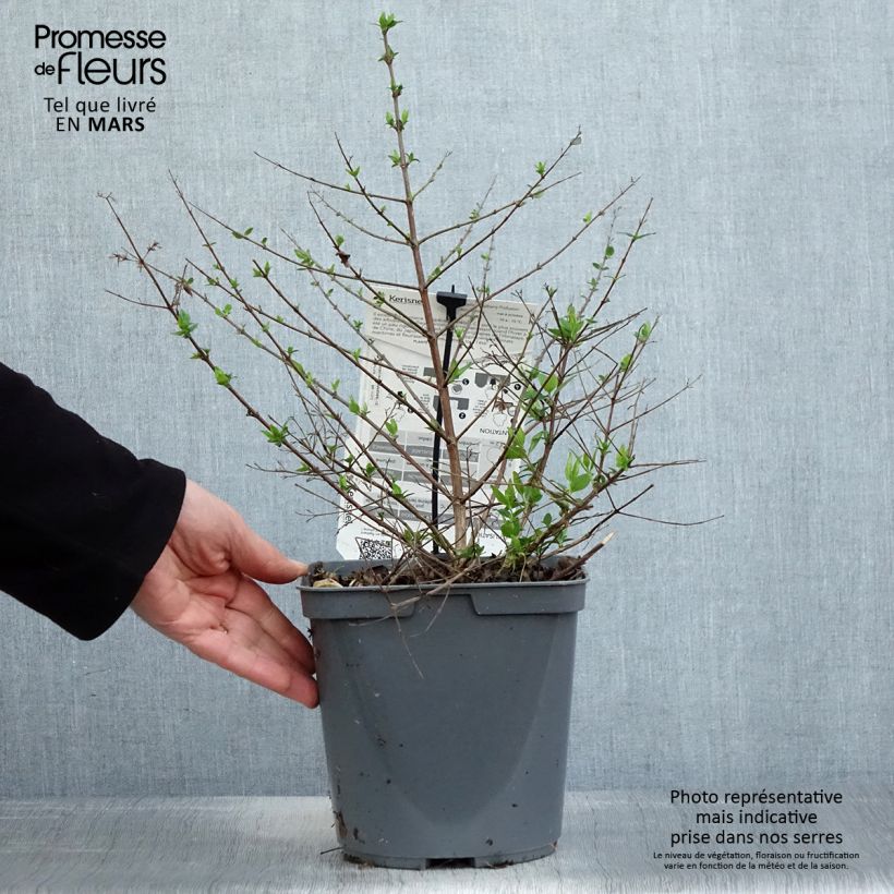 Spécimen de Abelia Raspberry Profusion Pot de 3L/4L tel que livré au printemps