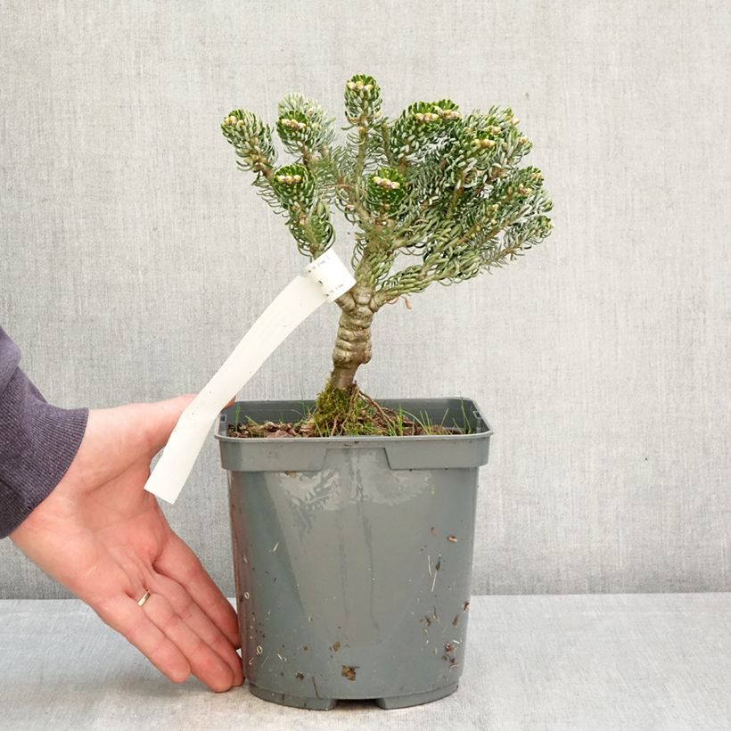 Spécimen de Abies koreana Kohout's Icebreaker® - Sapin de Corée nain Pot de 2L/3L tel que livré au printemps