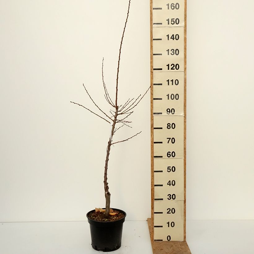 Spécimen de Abricotier Bergeval Pot de 12L/15L, Gobelet tel que livré en automne