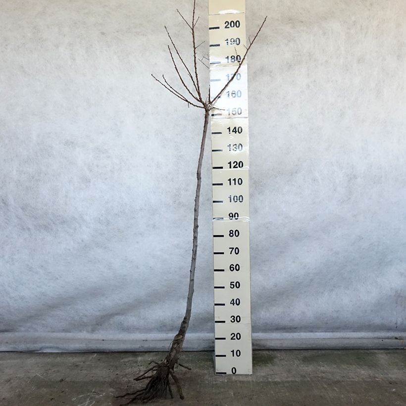 Spécimen de Abricotier Luizet  Racines nues, Demi-Tige tel que livré en hiver