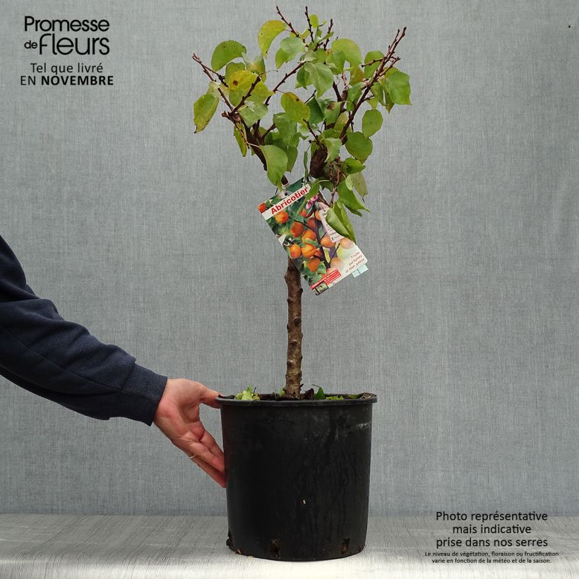 Spécimen de Abricotier nain Garden Aprigold Pot de 6L/7L, 1/4 de tige, Tige de 40 cm tel que livré en automne