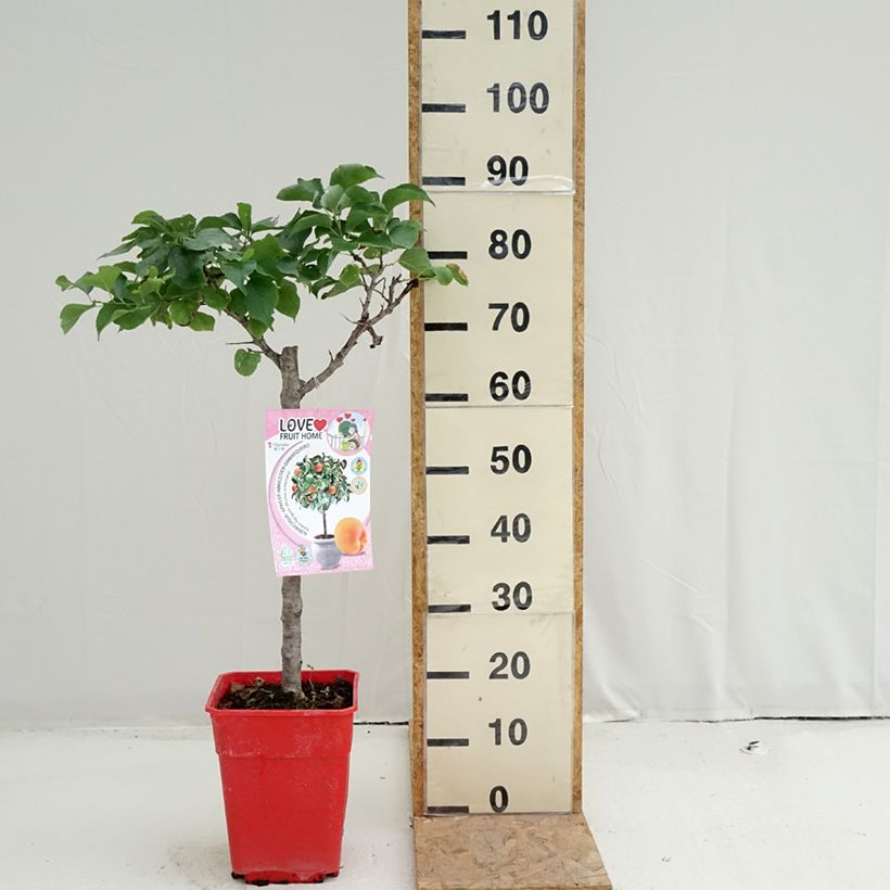Spécimen de Abricotier nain Garden Aprigold Pot de 6L/7L, 1/4 de tige, Tige de 40 cm tel que livré en été