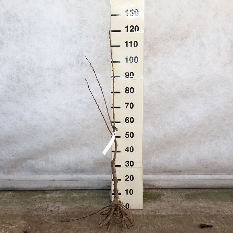 Example of Abricotier Précoce de Saumur Bio Racines nues, Scion as you get in hiver