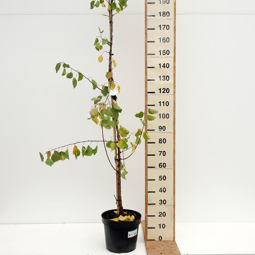 Spécimen de Abricotier - Prunus armeniaca Harcot Pot de 12L/15L, Gobelet tel que livré en automne