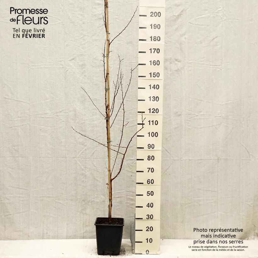 Spécimen de Abricotier - Prunus armeniaca Harcot Pot de 12L/15L, Gobelet tel que livré en hiver