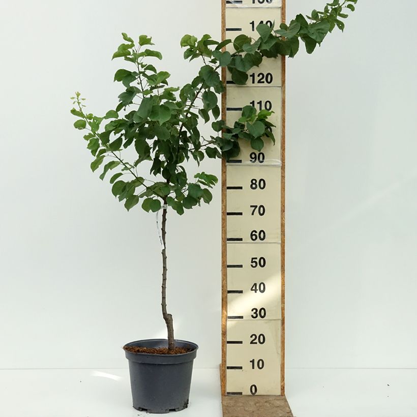 Spécimen de Abricotier - Prunus armeniaca Meilleur de Hongrie Pot de 7,5L/10L, Gobelet tel que livré en été