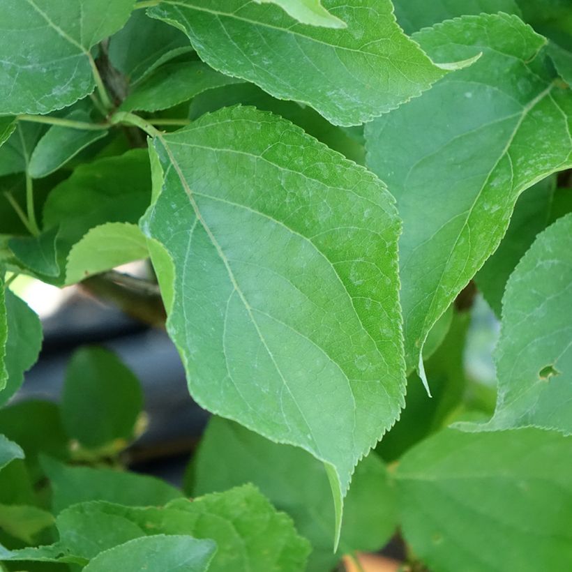 Abricotier - Prunus armeniaca Nanum (Feuillage)