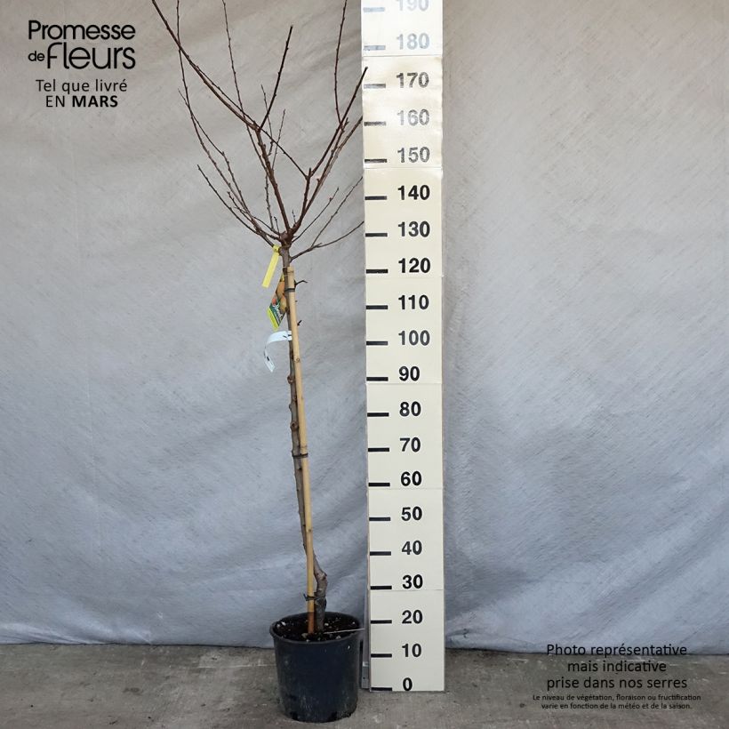 Example of Abricotier - Prunus armeniaca Peche de Nancy Pot de 7,5L/10L, Demi-Tige as you get in printemps
