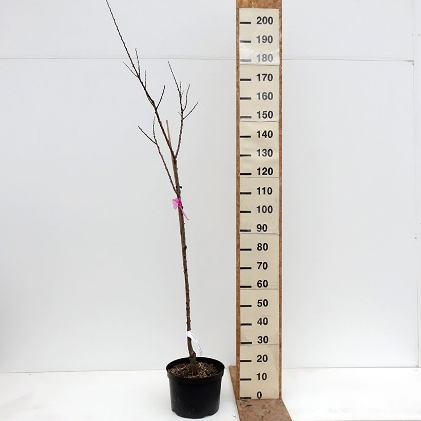 Example of Abricotier - Prunus armeniaca Tardif De Bordaneil Pot de 7,5L/10L, Gobelet as you get in hiver
